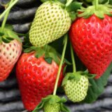 苺が酸っぱい原因と対処法｜甘い苺の見分け方やプロ直伝の美味しい食べ方を徹底解説