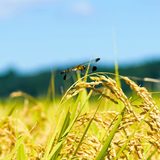 お米に虫が発生する原因と対策！種類別の駆除法と効果的な予防保存術