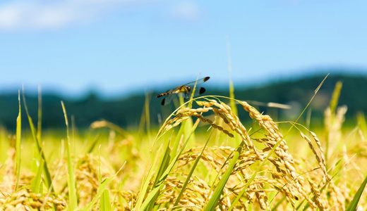 お米に虫が発生する原因と対策！種類別の駆除法と効果的な予防保存術