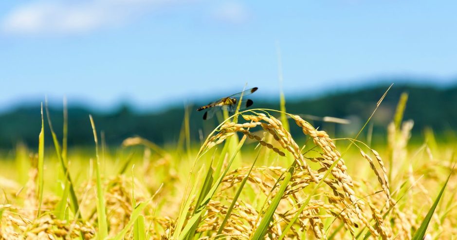 お米に虫が発生する原因と対策！種類別の駆除法と効果的な予防保存術のアイキャッチ画像