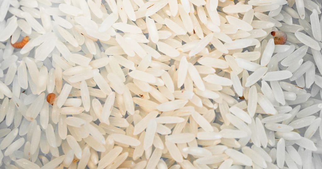 お米に付着・発生しやすい代表的な害虫の種類と生態のイメージ画像