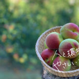 有本農園で出会う本場・和歌山の紀州南高梅｜こだわりの梅干しと自家製梅酒の楽しみ方