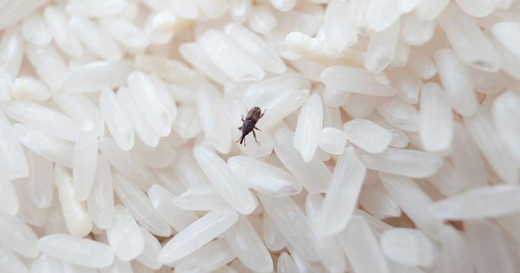 お米に虫が発生する主な原因とは?侵入経路と発生の仕組みのイメージ画像