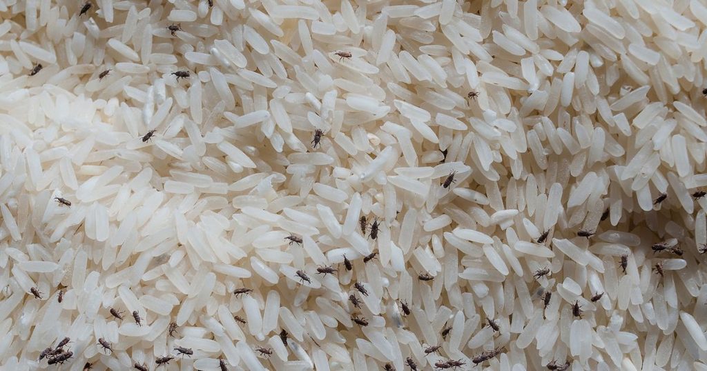 お米に虫が発生したときの対処方法まとめ