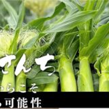 南国鹿児島の恵みが詰まったブランド野菜を届けるうとさんちの魅力